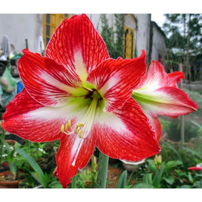 Mambo Giant Dutch Amaryllis Bulb - 34/36 cm Bulb One Bulb