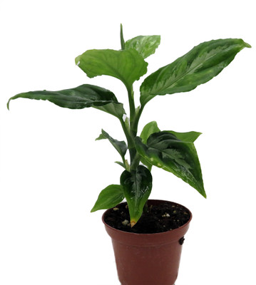 Bicolor Chinese Evergreen Plant - Aglaonema pictum - 2.5" Pot