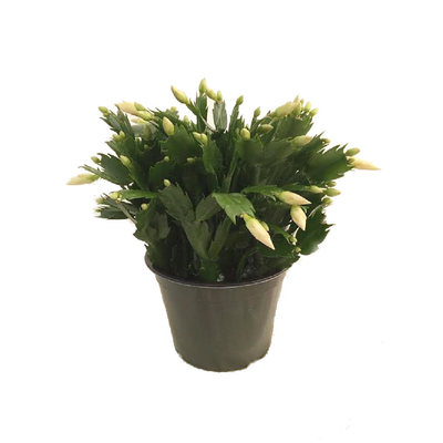 Hirt's Yellow Christmas Cactus Plant - 6" Pot - Zygocactus
