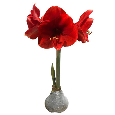 Silver Glitter Dipped Waxed Amaryllis Bulb - Red Blooms -36/+ cm Bulb Silver Glitter Dipped Waxed Amaryllis Bulb - Red Blooms -36/+ cm Bulb