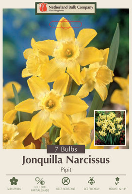 Pipit Jonquilla Narcissus/Daffodil - 7 Bulbs - 12/14 cm Bulbs