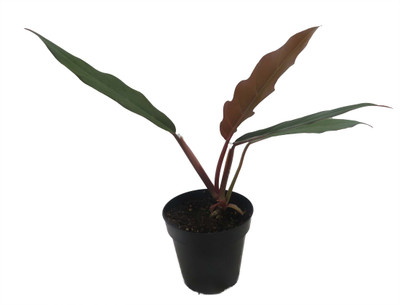 Caramel Pluto Philodendron - Collector's Series- 4" Pot
