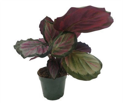 Mysty Prayer Plant - Calathea - Easy House Plant - 4" Pot