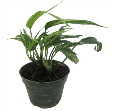 Variegated Amydrium Zippelianum - Epipremnopsis magnifica- 4" Pot