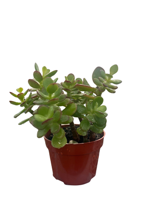 Mini Leaf Jade Plant - 4" Pot - Crassula