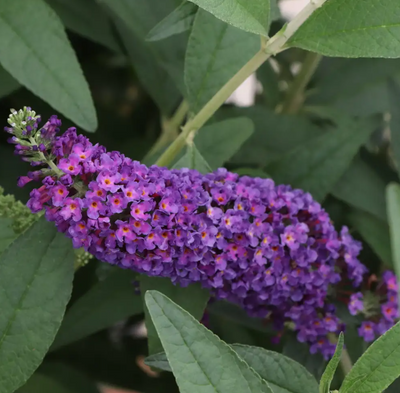 Darkest Night™ Butterfly Bush - 4" pot - Buddleia - Proven Winners