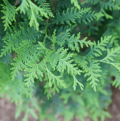 Sasquatch™ Dark Green Arborvitae - Thuja occidentalis - 4" Pot - Proven Winners
