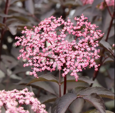 Pink Pony™ Elderberry - Sambucus - Proven Winners - 4" Pot