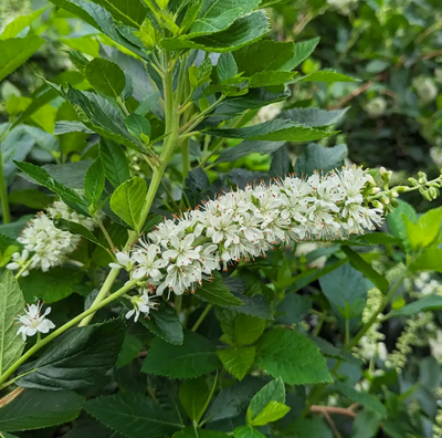 Ripple Effect™ Summersweet - Clethra alnifolia - 4" Pot - Proven Winners