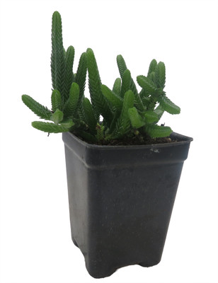 Watch Chain Crassula Plant - Crassula Miscosa- 2.5" Pot