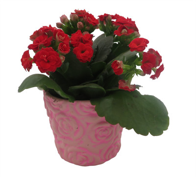 Pink Rose Planter with Surprise Rose Plant - 2.5" Ceramic Pot