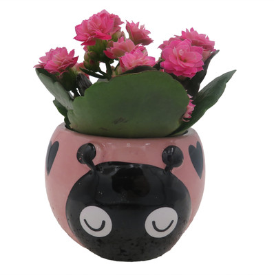 Pink Love Bug Ceramic Planter with Surprise Rose Plant - 2.5" Pot