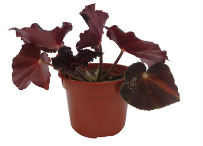 Cherry Sparkle Begonia Plant - 4" Pot - Rhizomatous Hybrid - Houseplant