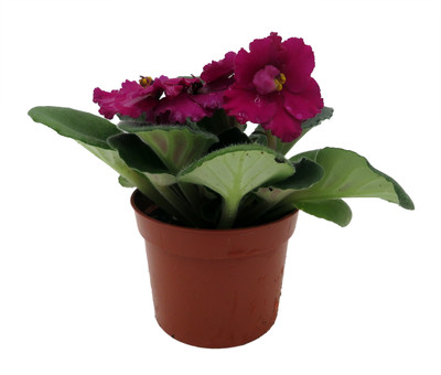 Saintpaulia Aztec - Miniature African Violet - 2.5" Pot - Violet Collector's Series