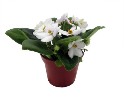Saintpaulia Araphoe - Miniature African Violet - 2.5" Pot - Violet Collector's Series