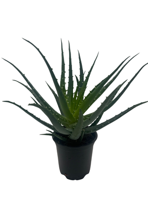 Mohawk Aloe Plant - Aloe Vera - 4" Pot