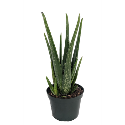 Aloe Vera  - Medicine Plant - Burn Plant - Miracle Plant - Natural Healer-6" Pot