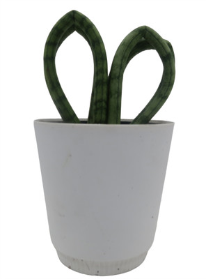 For the Love of Snake Plant - Sansevieria Heart - 4" White Pot