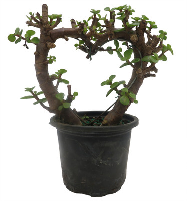 Jade Heart Plant- 4" Pot - Portulacaria afra