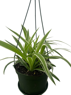 Reverse Variegated Spider Plant - 6" Hanging Basket - Cleans the Air