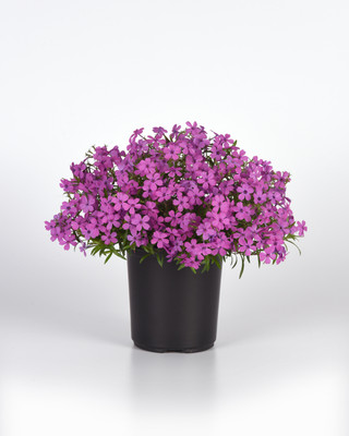Spring Splash Phlox Hybrida - Woodland Phlox - Live Plant - 3" Pot