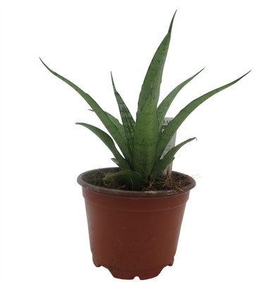 White Snake Plant - Sansevieria - Impossible to kill! - 4" Pot