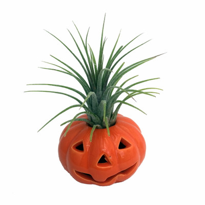 Ceramic Pumpkin Planter plus Live Air Plant - Tillandsia