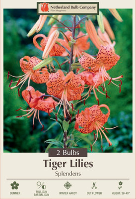 Splendens Orange Tiger Lily - 2 Bulbs 14/16 cm