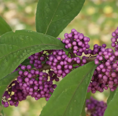 Bubble Up® Beautyberry - 4" pot - Callicarpa - Proven Winners