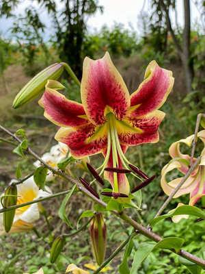 Scheherazade Orienpet Hybrid Lily - 3 Bulbs - 14/16 cm