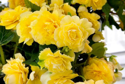 Fragrant Yellow Begonia Odorosa - The First Truly Fragrant Begonia -2 Bulbs -5/6 cm