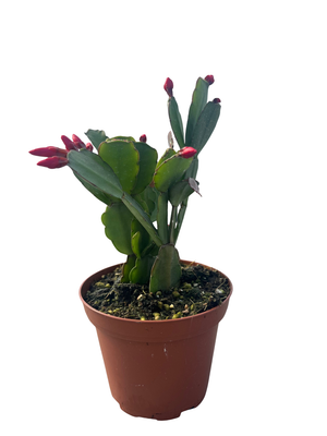 Red Easter Cactus - Rare - 4" Pot - Rhipsalidopsis