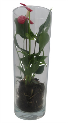 Surprise Anthurium Plant in 4" Glass Vase - Great Gift - Colors will Vary!