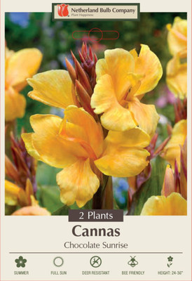 Chocolate Sunrise Canna - 2 Rhizomes - 2/3 Eye