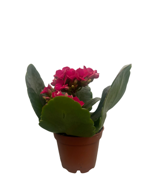 Purple Kalanchoe - 2.5" Pot - In Bud and Bloom / Easy House Plant