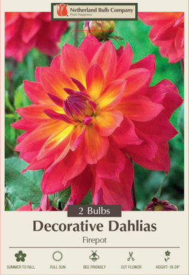 Firepot Dahlia - Decorative Dahlia - 2 Bulb Clumps