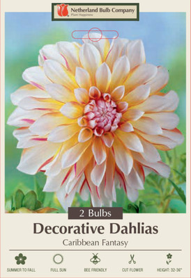 Caribbean Fantasy Dahlia - Creamy White & Red - 2 Bulb Clumps