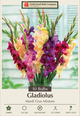 Mardi Gras Mixture - Large Flowering Gladiolus - 12/14 cm Bulbs -10 Bulbs