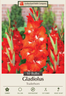 Traderhorn Gladiolus  - Vivid Red! - 10 Bulbs  - 12/14 cm Bulbs