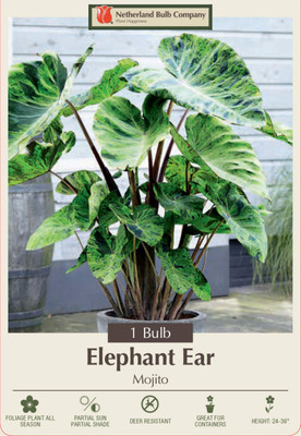 Mojito Elephant Ear - Colocasia - 1 Bulb - 9/11"