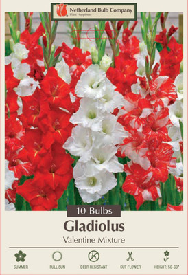 Valentine Mixture Gladiolus - Unique Blooms! - 10 Bulbs - 12/14 cm Bulbs