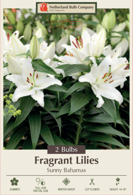 Sunny Bahamas Oriental Lily - 2 Bulbs - 16/18cm - White Blooms