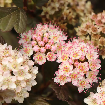 Summer Wine® Rose  Ninebark Shrub - NEW - Hardy - Proven Winners