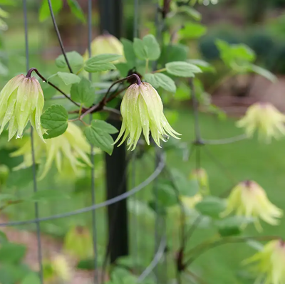 Funyella™ Clematis - 4" pot - Proven Winners
