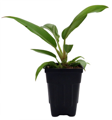 Jungle Boogie Philodendron- 2.5" Pot