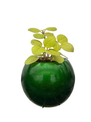 Pot of Green Globe Planter with Surprise Terrarium Plant - 2" Pot