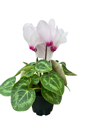 Blush Pink Persian Violet - Cyclamen - House Plant - 2.5" Pot