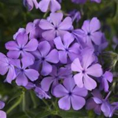 Candy Cloud Blue Phlox Perennial - Creeping Phlox - 2.5" Pot