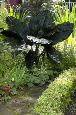 Black Elephant Ear Bulb - Alocasia plumbea nigra - 7/9cm Bulb