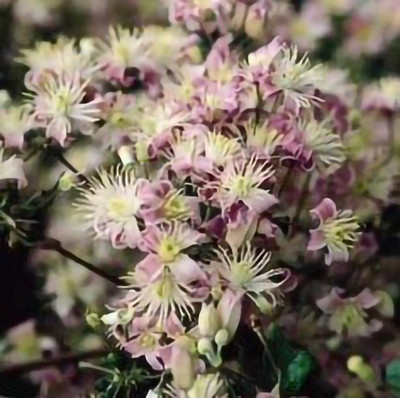 Mrs. Robert Brydon Clematis Vine Perennial - 2.5" Pot- Heracleifolia